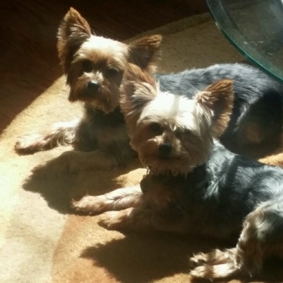 Meet your Posher, D - Picture 1 of 1